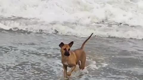 2 dogs bath in the sea beach, Cox’s bazar