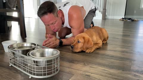 Labrador Retriever Puppy Prays Before Every Meal