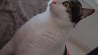 Cat Makes Super Weird Chirping Sounds At Birds