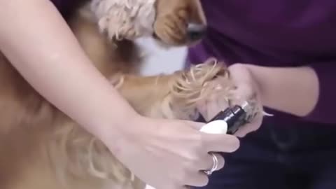 Better way to cut your dog's nails