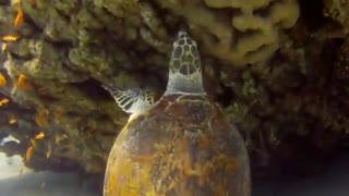 Giant Green Sea Turtles in the Red Sea, eilat israel