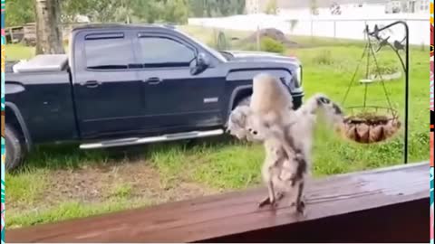 Here is another animal dance lesson.