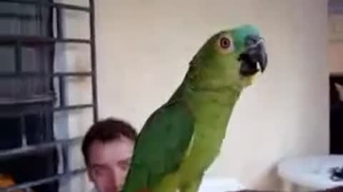 happy Parrot Singing