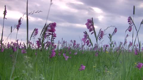 Many purple lilacs bloomed on the grass