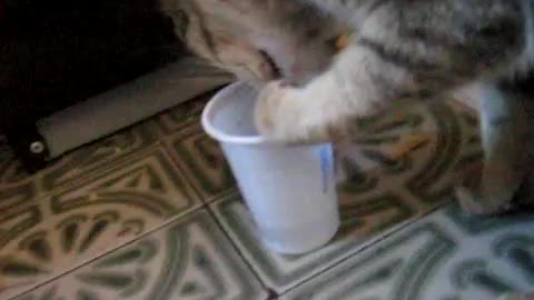 Kitten drinking from plastic cup