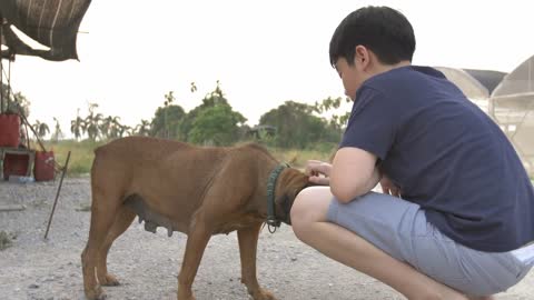 Little Boy Play with Cute Dog, Children Pet the Dog in the Backyard. Sunny Summer Day