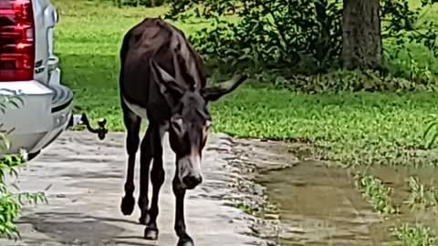 Angela's Ranch Donkeys