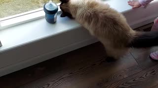 Cat hunts and eats a fly