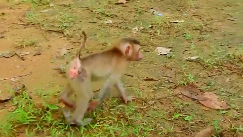 Male monkey cubs fight each other