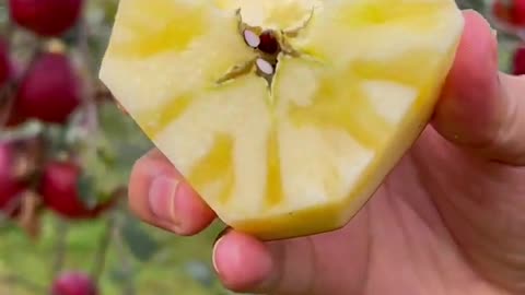 Pomegranate seed harvesting skills are very smart and effective #fruitcutting