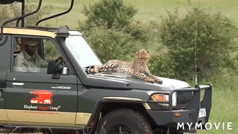 Chitta vs MAN, Leopard vs. Lion African StandoffAnimal Attacks