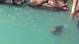 Newport Oregon Sea Lions love sun bathing and being the center of attention