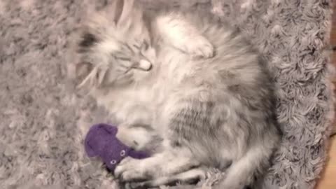 CUTE KITTEN -- 12 weeks Siberian Cat