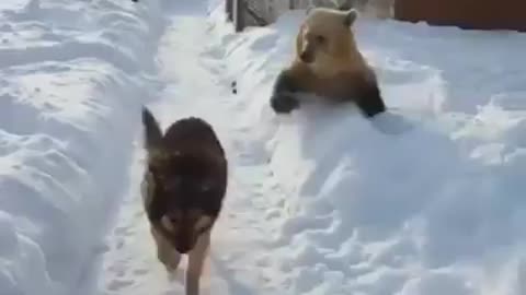 Bear: I am a big scary bear. Dog: I don't care, stop bothering me.