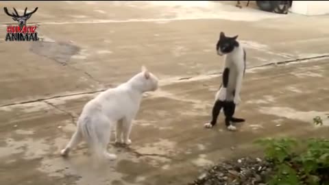 El Gato De Michael Jackson/