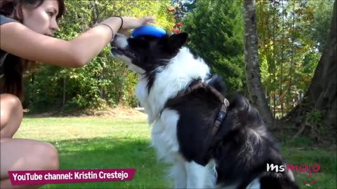 Top 10 Impressive Cool Tricks To Teach Your Dog Correctly