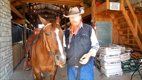 How To Correctly Saddle and Bridle Your Horse