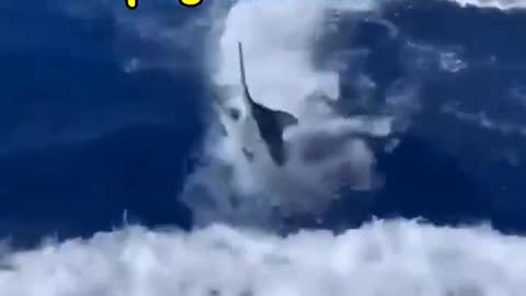 beware of the FLYING SWORDFISH #fishing #ocean #viral