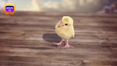 Funny chicken song 😀🤣🤣🤣😀