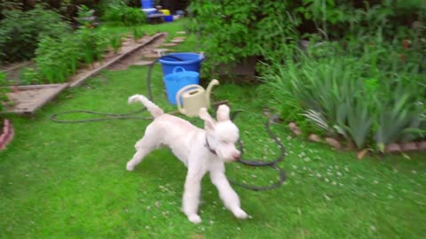 Funny dog running grass on garden backyard