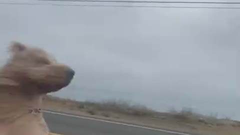 Dog sees California for the first time #travel #dogdad #california