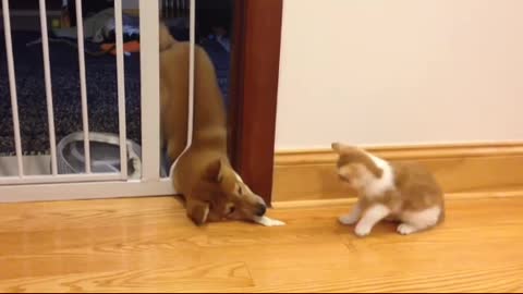 Cutest puppy and kitten fight (Shiba_Inu