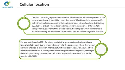 ABC transporters Screening