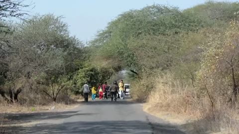 Never seen Before | Two Gir Lioness Caught in sasan gir