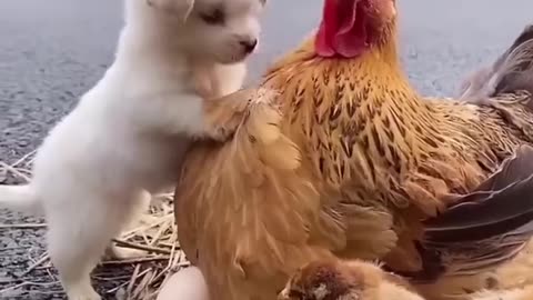 friendship _ puppy and chicken . A beautiful moment #771 - #shorts