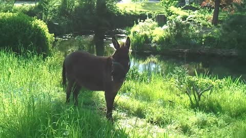 A german Donkey answers his wife? June 2,2021 VIDEO