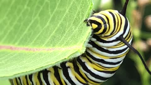 Caterpillar Munches on Milkweed