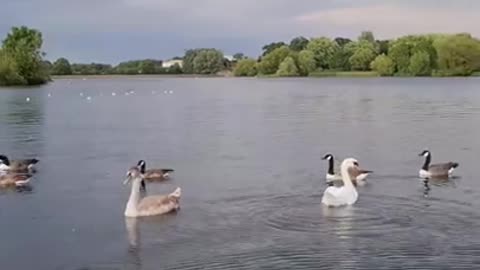 Group of geese in lake and drone