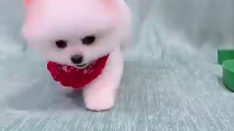 Cute and funny dog