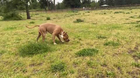 German Shepherd Attacks Pitbull [OFF LEASH DOG PARK]