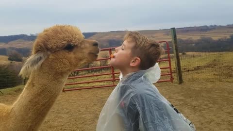 The camel sneezed on boy face