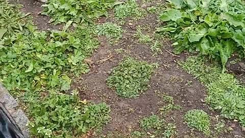 Feeding squirrel in park