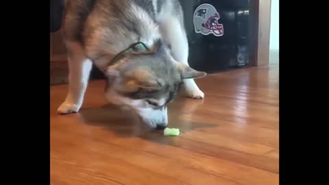 Husky Puppies Funny Compilation #4 - Best of 2018