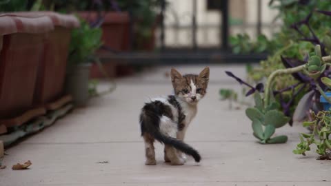 Cute kittens visiting our garden