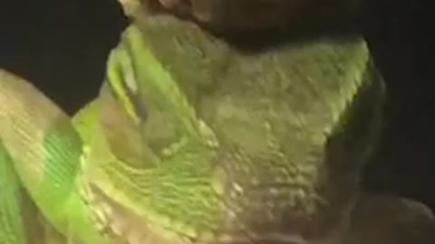 Chameleon has a bud of weed on its head