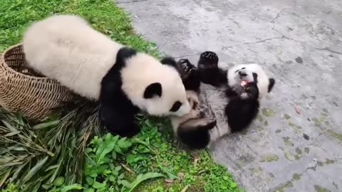 Cute panda fighting with each other #panda #pets #animals #pets