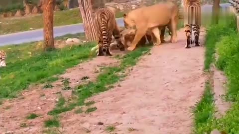 Siberian tiger playing with African lions._Cut.mp4