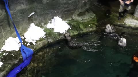 Otter Snow Day at Shedd