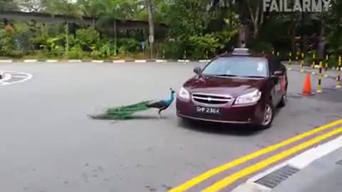 When Peacock get MAD.. LOL... Sο Funny