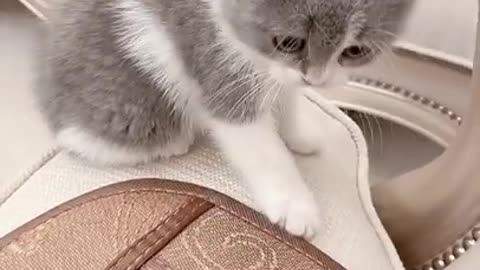 shorts cat meme -tik toks videos -2021--💘 - funny cat meow baby cute compilation -cat-cash home-