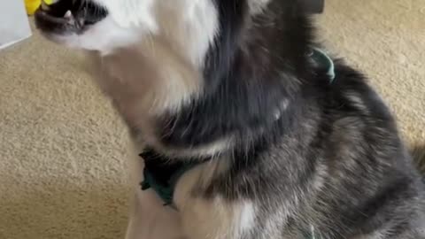 Pet Dogs Singing For Their Owners