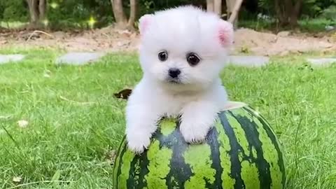 Mini pomeranian puppies.😍 /funny puppies