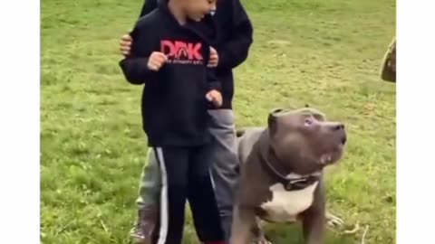 Pitbull ( best protector)