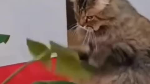 FUNNY CATS and DOGS, PARROTS 🐱🐶🦜 New Funniest Animals Videos 2023 😂