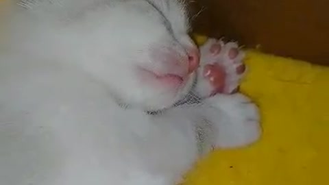 baby cat dreaming that eta suckling, cuddly