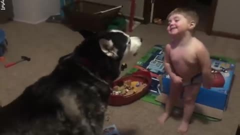 Toddler laughs as he and husky howl together